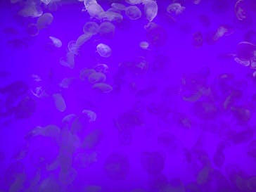 アクアワールド茨城県大洗水族館に投稿された画像（2025/12/31）