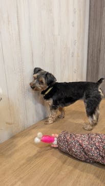 いぬカフェRio 吉祥寺店に投稿された画像（2025/12/31）