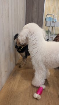 いぬカフェRio 吉祥寺店に投稿された画像（2025/12/31）