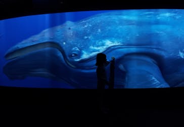 シン・マリホ水族館に投稿された画像（2025/12/31）