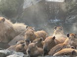 伊豆シャボテン動物公園に投稿された画像（2025/12/31）