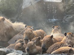伊豆シャボテン動物公園に投稿された画像（2025/12/31）