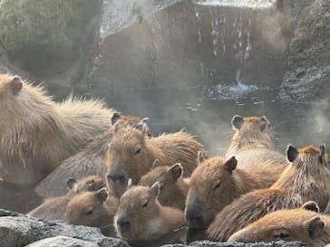 伊豆シャボテン動物公園に投稿された画像（2025/12/31）