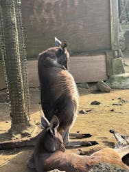 伊豆シャボテン動物公園に投稿された画像（2025/12/31）