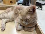 Cat Café MOFF イオンモール浜松志都呂店に投稿された画像（2025/12/31）