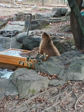 群馬サファリパークに投稿された画像（2025/12/31）