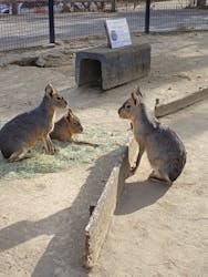 群馬サファリパークに投稿された画像（2025/12/31）