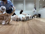 Cat Café MOFF つかしん店に投稿された画像（2025/12/31）