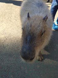 伊豆シャボテン動物公園に投稿された画像（2025/12/31）