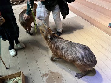 カワスイ 川崎⽔族館に投稿された画像（2025/12/31）