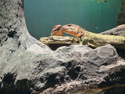 サンシャイン水族館に投稿された画像（2025/12/31）