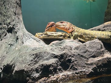 サンシャイン水族館に投稿された画像（2025/12/31）