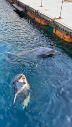 うみたま体験パーク 「つくみイルカ島」に投稿された画像（2025/12/31）