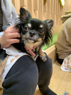 いぬカフェRio 浅草店に投稿された画像（2025/12/31）