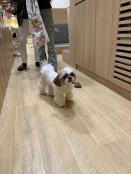 いぬカフェRio 浅草店に投稿された画像（2025/12/31）