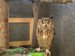 ダチョウ王国石岡ファームに投稿された画像（2025/12/31）