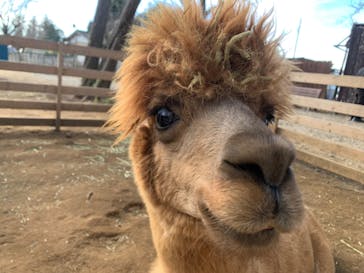 ダチョウ王国石岡ファームに投稿された画像（2025/12/31）