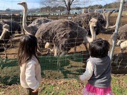 ダチョウ王国石岡ファームに投稿された画像（2025/12/31）