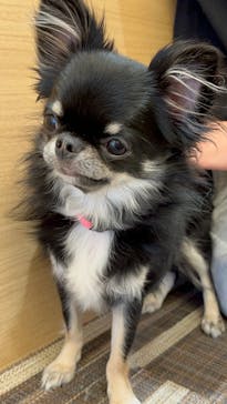 いぬカフェRio 秋葉原店に投稿された画像（2025/12/31）