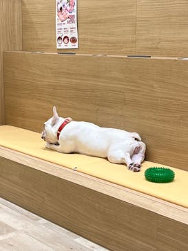 いぬカフェRio 秋葉原店に投稿された画像（2025/12/31）