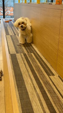 いぬカフェRio 秋葉原店に投稿された画像（2025/12/31）