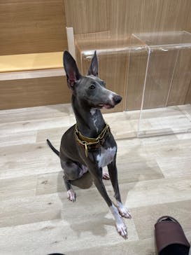 いぬカフェRio 秋葉原店に投稿された画像（2025/12/31）