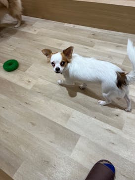 いぬカフェRio 秋葉原店に投稿された画像（2025/12/31）