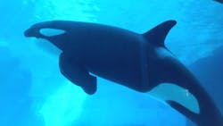 名古屋港水族館に投稿された画像（2025/12/31）