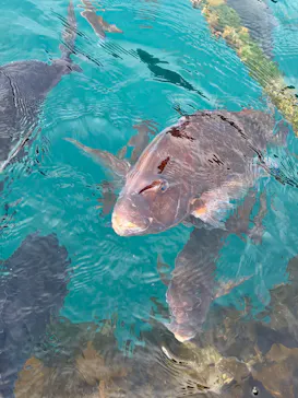 うみたま体験パーク 「つくみイルカ島」に投稿された画像（2026/1/1）