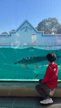 しながわ水族館に投稿された画像（2026/1/1）