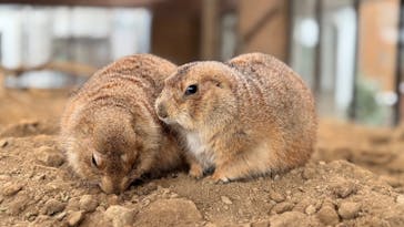 那須どうぶつ王国に投稿された画像（2026/1/1）