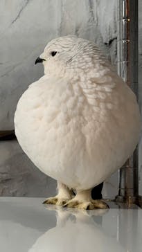 那須どうぶつ王国に投稿された画像（2026/1/1）