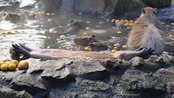 伊豆シャボテン動物公園に投稿された画像（2026/1/1）