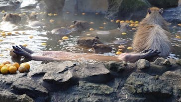 伊豆シャボテン動物公園に投稿された画像（2026/1/1）