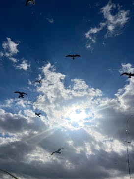 SeafariJapanに投稿された画像（2026/1/1）