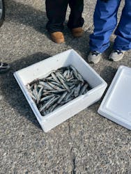 SeafariJapanに投稿された画像（2026/1/1）