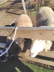 まかいの牧場に投稿された画像（2026/1/1）