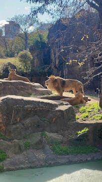 天王寺動物園に投稿された画像（2026/1/1）