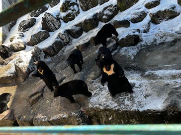 奥飛騨クマ牧場に投稿された画像（2026/1/1）