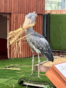 掛川花鳥園に投稿された画像（2026/1/1）