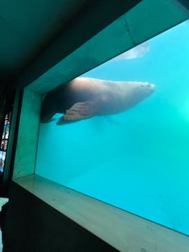 大分マリーンパレス水族館 「うみたまご」に投稿された画像（2026/1/1）