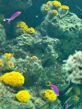 環境水族館アクアマリンふくしまに投稿された画像（2026/1/1）