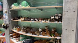 世界淡水魚園水族館　アクア・トトぎふに投稿された画像（2026/1/1）