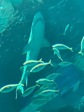 マリンワールド海の中道に投稿された画像（2026/1/1）