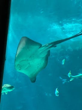 マリンワールド海の中道に投稿された画像（2026/1/1）