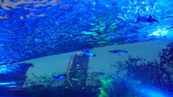 サンシャイン水族館に投稿された画像（2026/1/1）