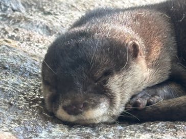 新江ノ島水族館に投稿された画像（2026/1/1）