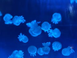 新江ノ島水族館に投稿された画像（2026/1/1）