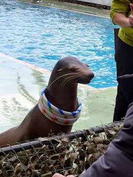 あわしまマリンパークに投稿された画像（2026/1/1）