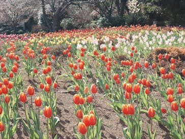 ニューヨークランプミュージアム＆フラワーガーデンに投稿された画像（2026/1/1）